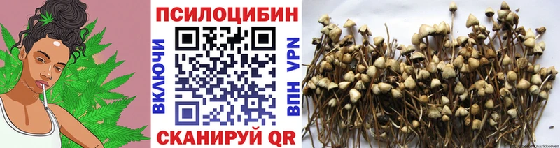 Купить  Мышкин  Галлюциногенные грибы Psilocybe 